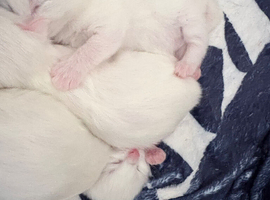 Turkish angora kittens