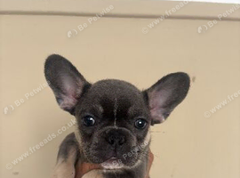 Micro frenchie