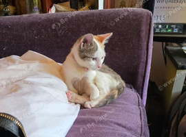 Kitten