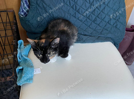 3 Kittens for sale