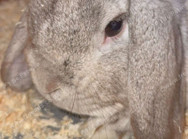 mini lop made