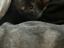 two black girl kittens