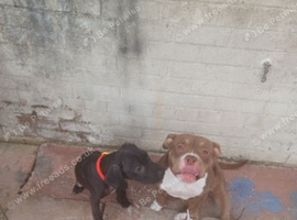Female Cane Corso