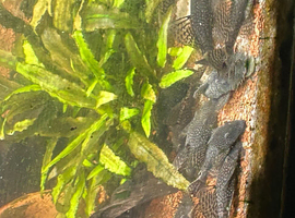Bristlenose Plecos