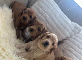 Golden Double doodle