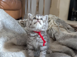 Full British shorthairs
