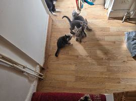 BEAUTIFUL KITTENS