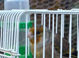 canary x goldfinch mule