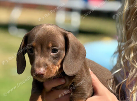Minature dachshund Chocolate boy left!!
