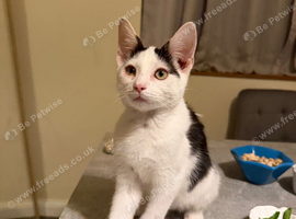 Kitten for sale