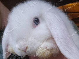 Mini lop baby boy