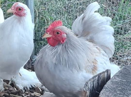 Pekin cockerels