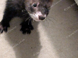 Beautiful ferret hobs