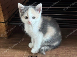 5 kittens ready for new homes.