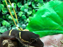 Chinese Cave Gecko (Hainanensis) at Birmingham Reptiles