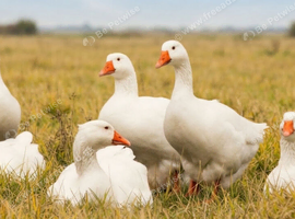 6 Geese