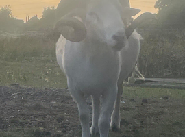 Wiltshire Horn Ram
