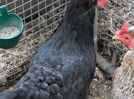 French black copper marans hens & Olive eggers