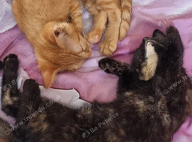 Luna, Zuko, Persik and Sushi