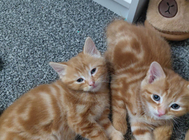 Ginger boy