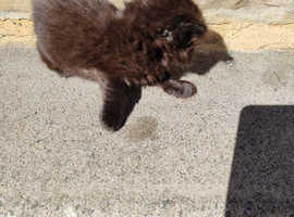 Black Kittens x 2