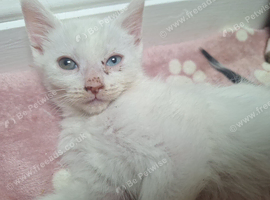 Beautiful turkish angora x maine coon kittens looking for forever homes