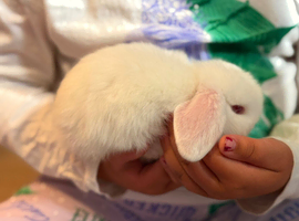 Pure mini lops