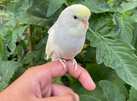 Hand tame baby budgies