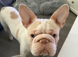 Male 1 year old French  bull