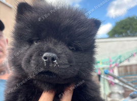 Chow pups ready now papers to hand !!