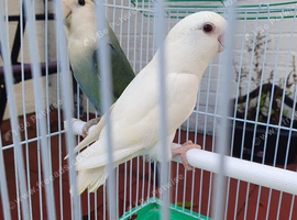 Lovebirds for sale