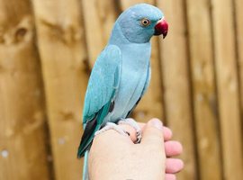 Blue ring neck parrot