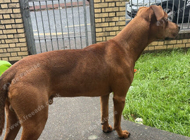 Austrialian kelpie x Staffy