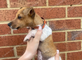 Traditional miniature Jack Russell