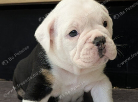 Old English Bulldog puppy