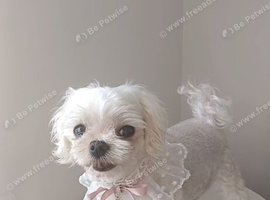 Korean maltese girl