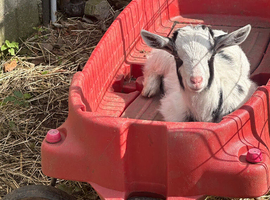 2female twins  9weeks old eating drinking also castrated male also 9weeks old  pigmy cross
