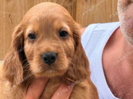 Cocker puppies ready on 12th August