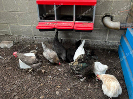 Job lot of hens to go