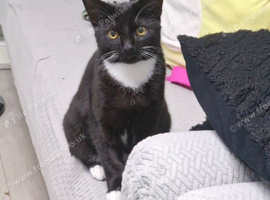 Male kitten looking for a new home