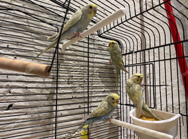 Yellow face greying budgys