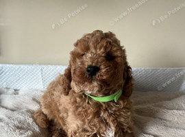Cavapoochon puppies