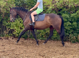 15hh 4 year old mare