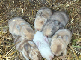 6 baby bunnies ready 15 July 2026