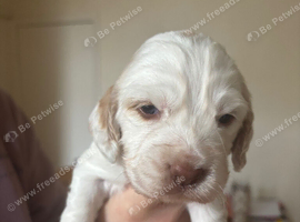 6 beautiful sprocker cross puppy's for sale