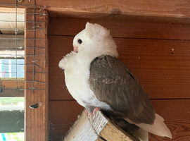 German owl young bird
