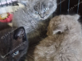 British short haired cross kittens for sale