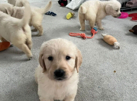Golden retriever pups