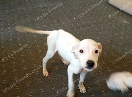Learcher staff puppies