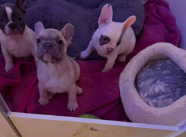 3 Gorgeous Female French Bulldog Puppies Ready for Loving Homes